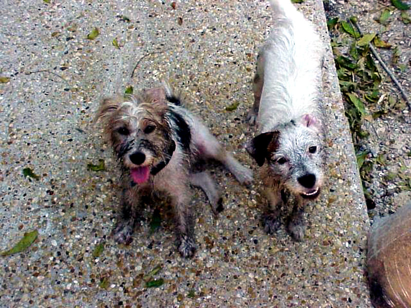 Dirty dogs, September 3, 2000